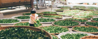 0004226511308 喝什么茶減肥