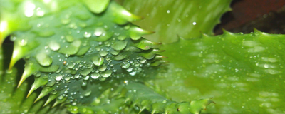 蘆薈膠涂完可以直接睡覺嗎