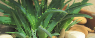 蘆薈膠涂完可以直接睡覺嗎