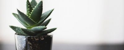 蘆薈怎么美容臉