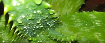 蘆薈怎么美容臉