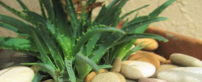 蘆薈怎么美容臉