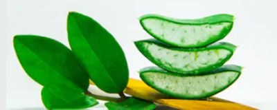 蘆薈膠的作用