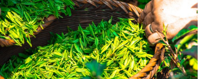 喝什么茶減肥快又健康