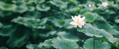 0927541911310 荷葉茶能減肥嗎