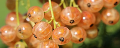 米醋洗臉的功效與作用