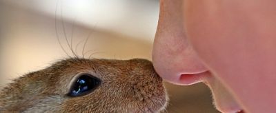 肉鼻子和蒜頭鼻區別