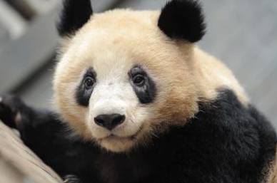 精油可以去黑眼圈嗎