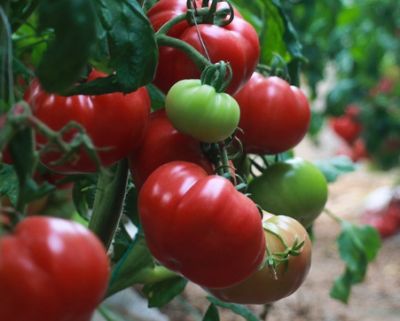 臉上長雀斑吃什么好