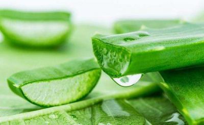 1319331211311 橄欖油加蘆薈有什么護膚作用