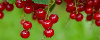 喝蘋果醋能減肥嗎