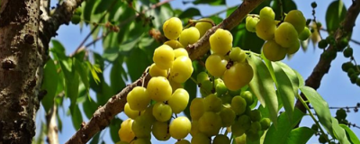 米醋洗臉可以祛斑嗎