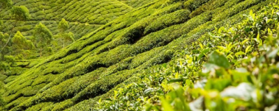 喝烏龍茶能減肥嗎