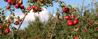 維生素e能祛痘嗎
