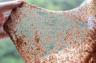 顆粒海藻面膜會不會過期