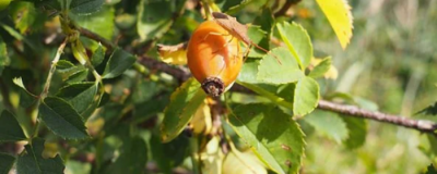 維生素e的祛斑方法