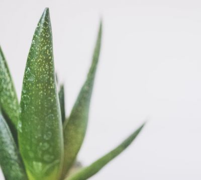 新鮮蘆薈自制爽膚水教程