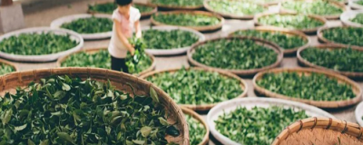 喝綠茶可以減肥嗎