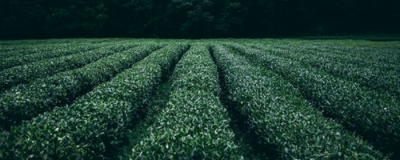 喝綠茶可以減肥嗎