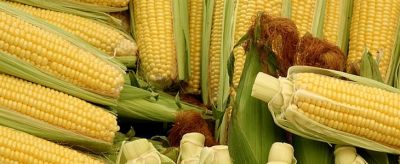 1630168111310 減肥期間吃玉米會胖嗎