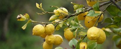 1712587411310 檸檬精油的使用方法