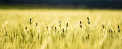 晚餐吃玉米會胖嗎