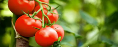 用西紅柿祛斑的方法