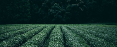 每天喝綠茶能減肥嗎