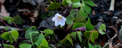 每天用鹽水洗臉有什么好處