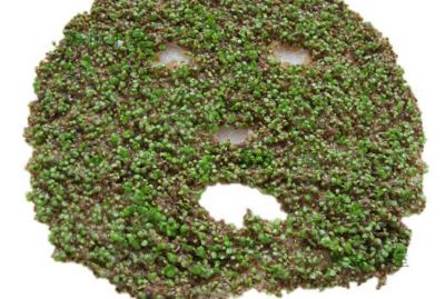 海藻面膜怎么泡出發芽