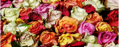 怎樣泡玫瑰花茶