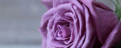 怎樣泡玫瑰花茶