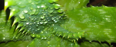 蘆薈膠能去疤痕嗎