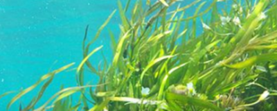 海藻面膜真的有用嗎