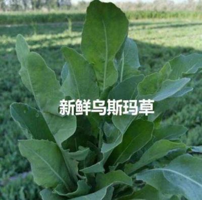 烏斯瑪草能生發嗎