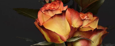 2309018011308 怎么脫毛才徹底