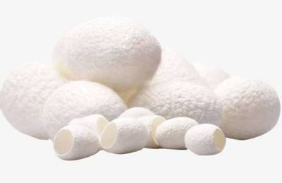 蠶繭能清潔毛孔嗎