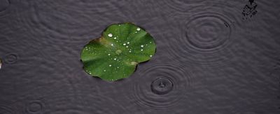 2351484411310 玫瑰荷葉茶能減肥嗎