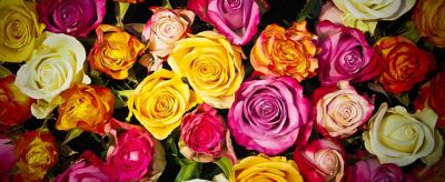 玫瑰荷葉茶能減肥嗎