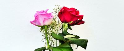 2351496411310 玫瑰荷葉茶能減肥嗎