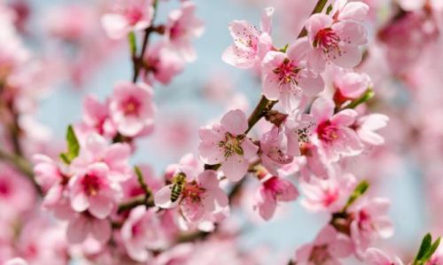 臉上祛斑偏方有哪些