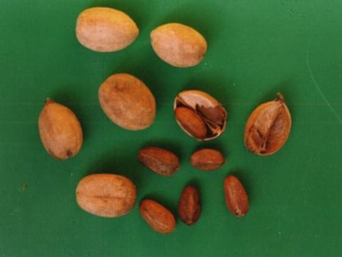 巴豆可以減肥嗎